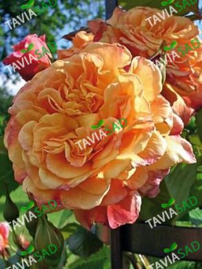 Роза Алоха Гаваи - Роза Aloha