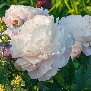 Півонія Gardenia - Paeonia Gardenia (кореневище)