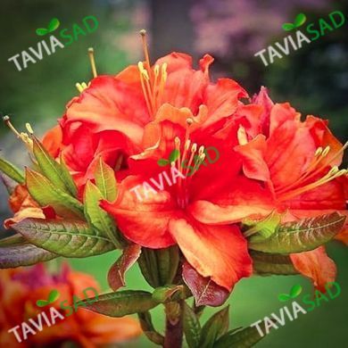 Азалия Гейша Оранж 7.5л (рододендрон)