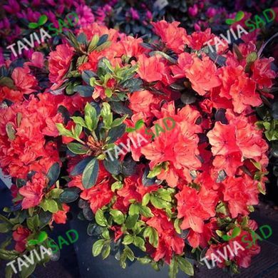 Азалия Гейша Оранж 7.5л (рододендрон)