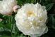 Пион Gardenia - Paeonia Gardenia 1 размер (максимальный)