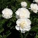 Півонія Gardenia - Paeonia Gardenia (кореневище)