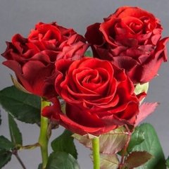Роза Эл Торо - Rose El Toro