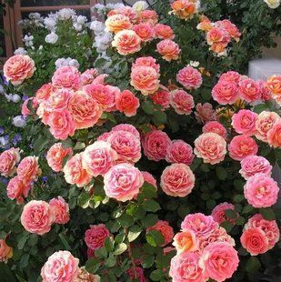 Роза Д. Остина Abraham Darby 2-3л