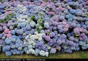 Гортензия Homingo Blue 4л Hydrangea Homingo Blue