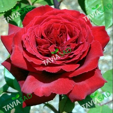 Троянда Ботеро 7,5л 4 роки