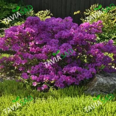 Азалия Конингштайн 7.5л (рододендрон)