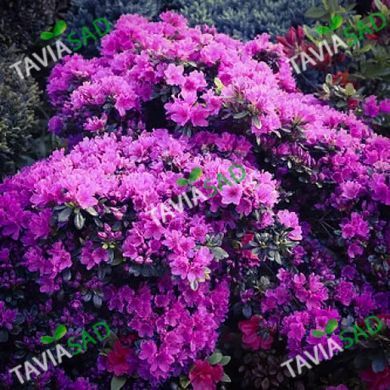 Азалия Конингштайн 7.5л (рододендрон)