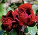 Троянда Ботеро 7,5л 4 роки