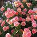 Роза Д. Остина Abraham Darby