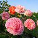 Роза Д. Остина Abraham Darby
