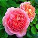 Роза Д. Остина Abraham Darby
