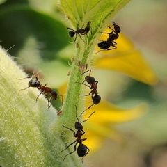 Инсектициды от муравьев