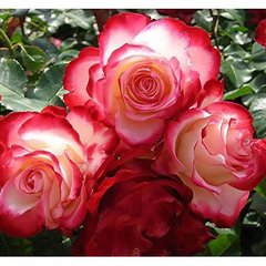 Роза Double Delight (штамб)