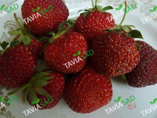 Полуниця Шарлотта 1шт
