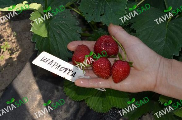 Полуниця Шарлотта 1шт
