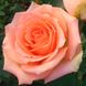 Троянда Версилия  4л