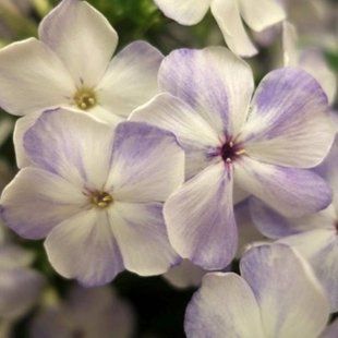 Флокс Лілак Сплаш (Volcano Lilac Splash)