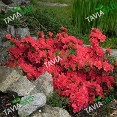 Азалия Мойдердаг 10л (рододендрон)