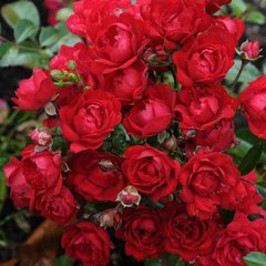 Троянда Ред Фейрі 4л