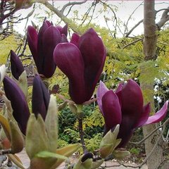Магнолия Liliiflora Nigra 60-80см 7,5л