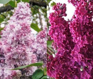 Сирень Тарас Бульба + Шарль Жоли, 2 сорта на одном кусте 25л h1,3-1,5м, d0,4-0,5 м