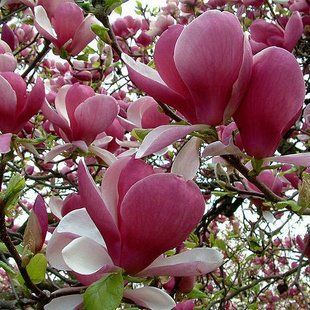Магнолія Soulangeana Rustica Rubra 7,5л