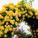 Роза Голден Шауерс 3-4л