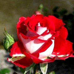 Роза Николь - Rose Nikole 2-3л