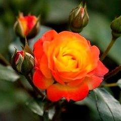 Роза Румба - Rose Rumba 2л