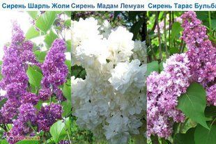 Сирень Мадам Лемуан+ Шарль Жоли+Тарас Бульба