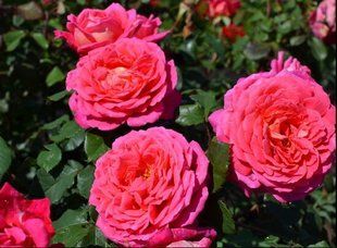 Роза Стар оф зе Нил - Rose Star of the Nile