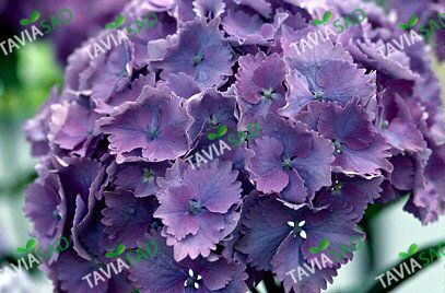 Гортензия Europa Blue 3л 2 года