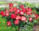 Троянда Юбілей Принца Монако 4л