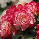 Троянда Юбілей Принца Монако 4л