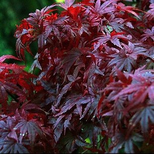 Клен palmatum Atropurpureum, 5л 50-80 см