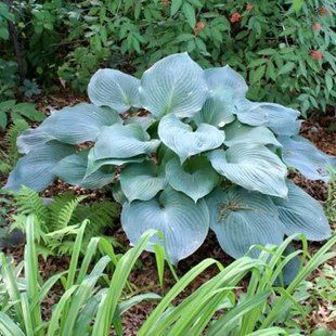 Хоста Blue angel Р11- Hosta Blue angel