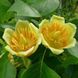 Тюльпановое дерево 10л 125-150см- Liriodendron tulipifera