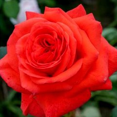 Роза Салита 4л