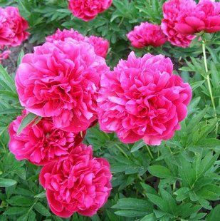 Півонія Officinalis Rubra Plena - Paeonia Officinalis Rubra Plena