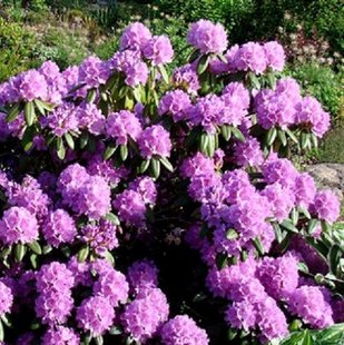 Рододендрон Catawbience Grandiflorum 35л d 100-150см h 100-150см