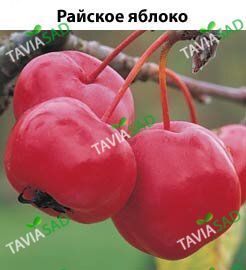 Райская яблоня
