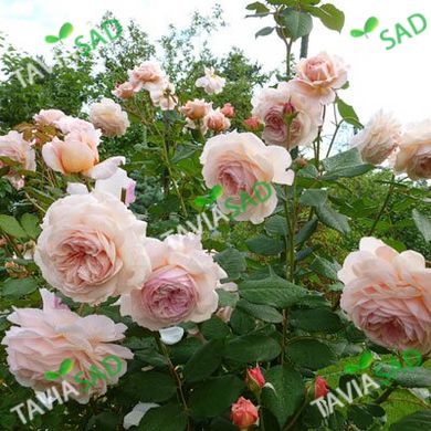 Роза Д. Остина A Sropshire Lad (плетистая роза) 10-15л