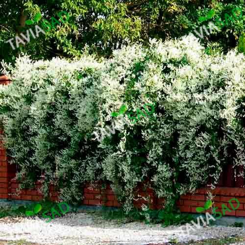 ❀ Горцы- многолетние лианы для сада | GreenMarket