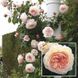 Роза Д. Остина A Sropshire Lad (плетистая роза) 10-15л