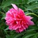 Пион Оффициналис Розеа Плена 1 размер (максимальный) уже цветущий