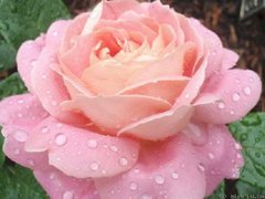 Роза Эмэйзинь Грейс - Rose Amazing Grace