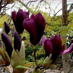 Магнолия Liliiflora Nigra 10-12л 90-130см