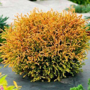 Туя западная Golden Tuffet С7,5 d35-50см