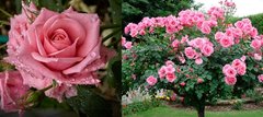 Роза Pink Marie (штамб) 10-15л